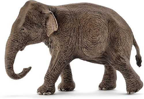 Wild life asian elephant - asian,